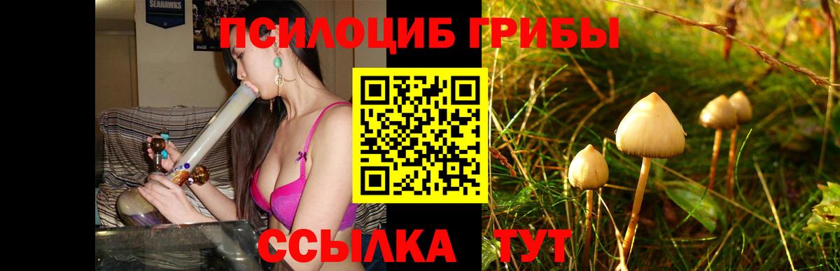 Псилоцибиновые грибы Cubensis Кировск